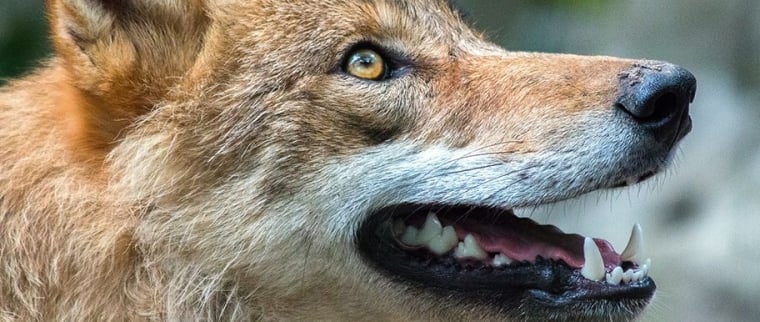 chien claque des dents